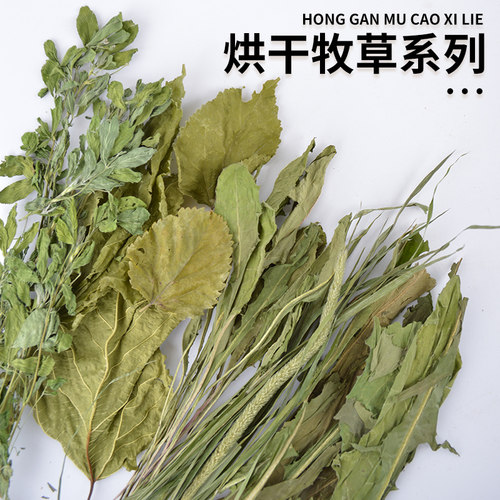 烘干提摩西苜蓿蒲公英荷兰猪龙猫