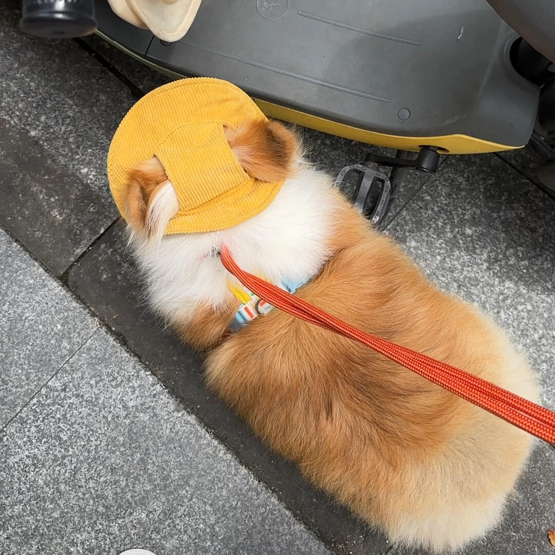 狗狗猫咪帽子夏季遮阳防勒渔夫帽防脱露可调节扣盆帽溜猫遛狗神器