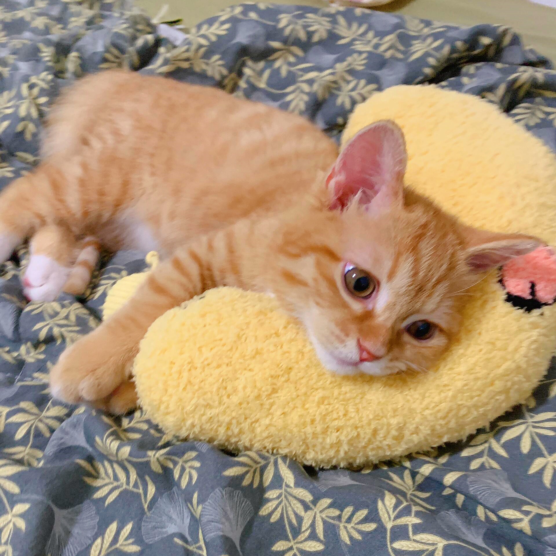 枕着枕头睡觉好可爱！猫咪枕头