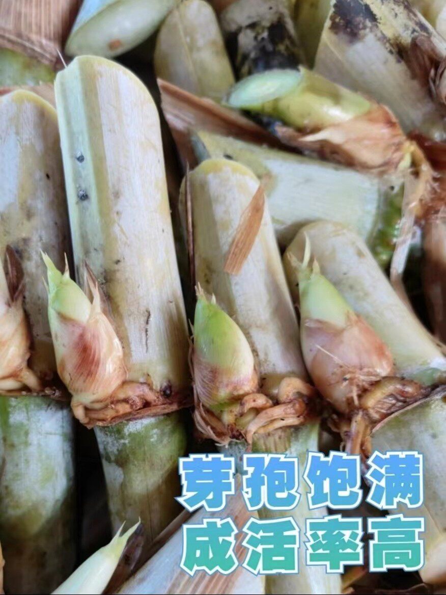 牧草王大叶耐寒3号种节多年生红象草皇竹草养殖牧草种