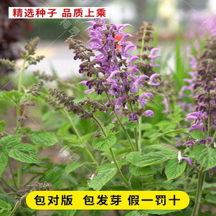 中药材丹参种籽野生特级丹参种子新鲜红丹参苗幼苗春四季种植苗子