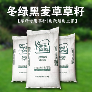 进口草坪种子绿化庭院美国多年生一年生黑麦草冬绿草种四季青草籽