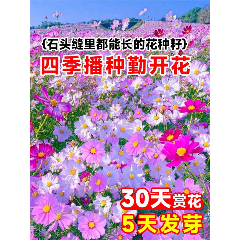 格桑花花种籽子波斯菊花太阳花种孑野花组合草坪四季播种开花种子