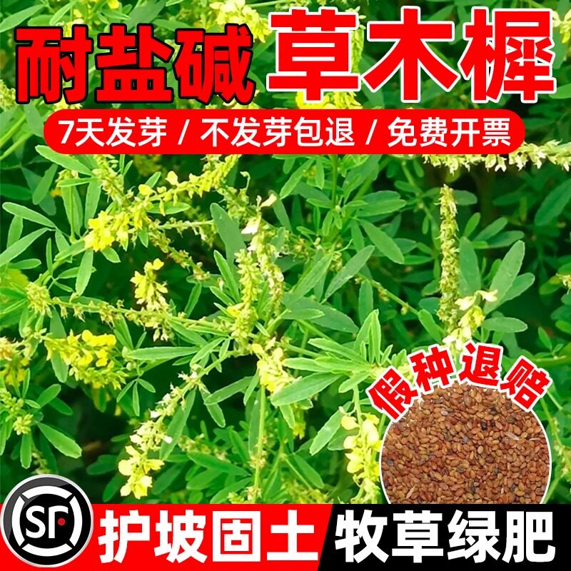 草木犀种子绿肥黄花苜蓿草木樨夏季耐旱耐热护坡蜜源植物四季牧草