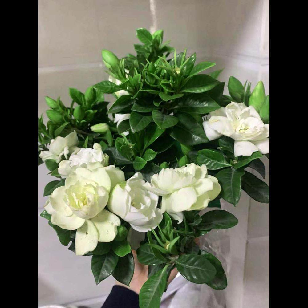 栀子花种四季播种易活开花植物盆栽室内室外花籽花种子籽花卉种孑,鲜花速递/花卉仿真/绿植园艺,家庭园艺种子,淘宝优惠券,粉丝福利购,淘宝优惠卷