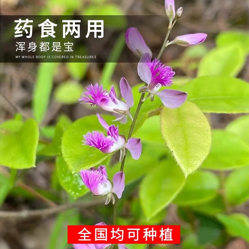 中药材远志种子远志籽药材种子种植简单易活四季播种耐寒耐旱易管