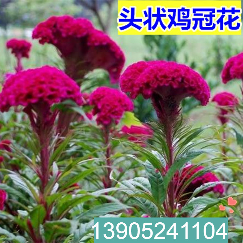 四季室外庭院种子易活花卉植物