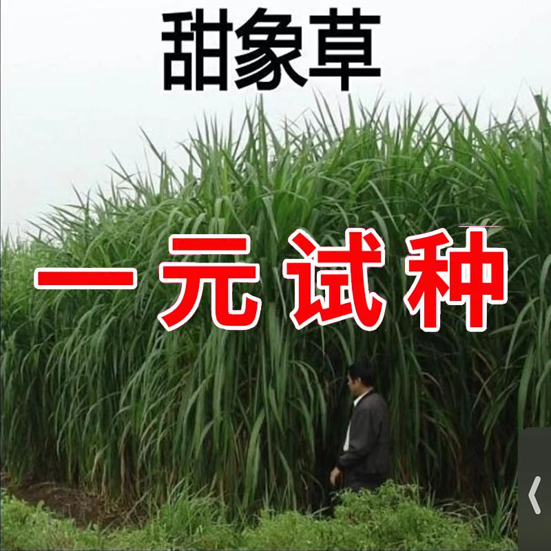 大叶无毛甜象草3号多年生牧草种子四季常青冻不死喂牛养猪鱼草籽