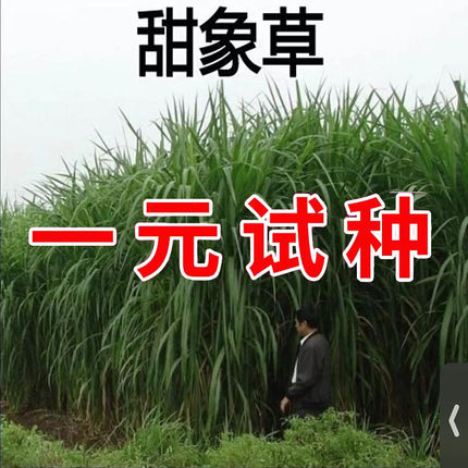 大叶无毛甜象草3号多年生牧草种子四季常青冻不死喂牛养猪鱼草籽