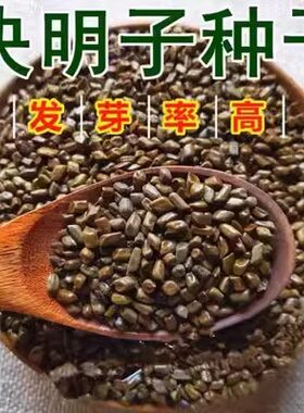 精选决明子种子中药材种植种籽种