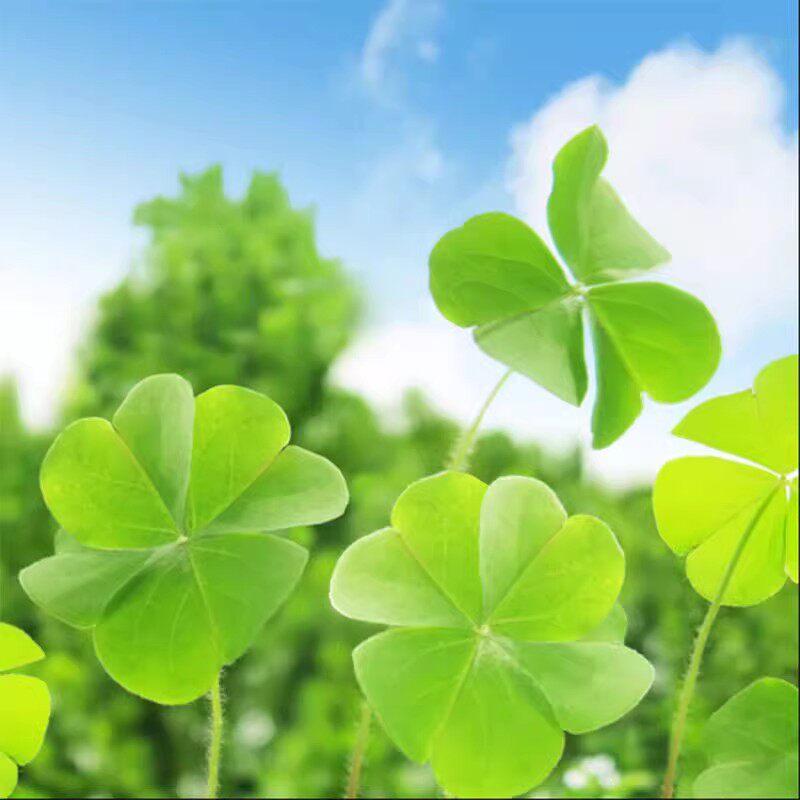 三叶草种子四叶草种籽幸运草籽四季播种盆栽园林庭院花草坪草种籽