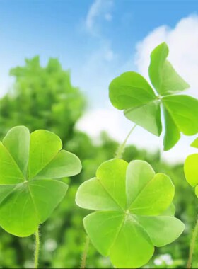 三叶草种子四叶草种籽幸运草籽四季播种盆栽园林庭院花草坪草种籽