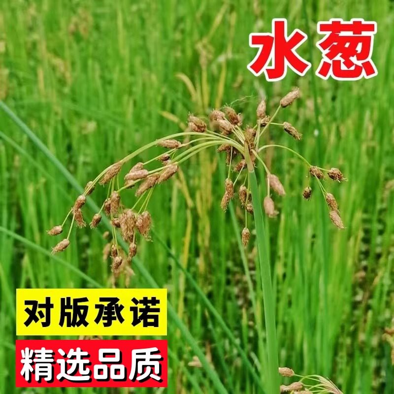 水葱种子水生植物草种四季播种易图片