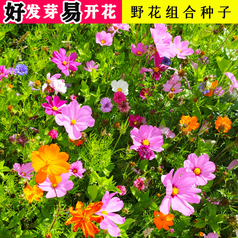 野花组合花种子耐寒四季开花播种室外庭院花卉种孑易活花种籽子,鲜花速递/花卉仿真/绿植园艺,家庭园艺种子,淘宝优惠券,粉丝福利购,淘宝优惠卷