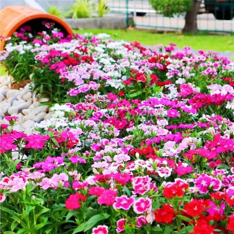 五彩石竹种子四季花种易活混色欧石竹庭院美国石竹草花种籽子花籽