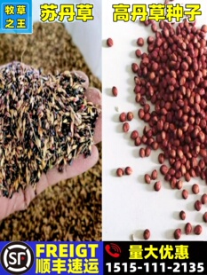 养鱼草籽高丹王草种籽四季高产苏丹草种子畜牧养猪牛羊鸡鸭鹅牧草