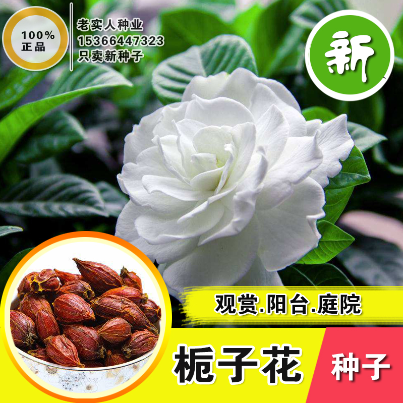 灌木栀子花种子重瓣室内外庭院阳台盆栽花卉种籽栀子花籽四季播种