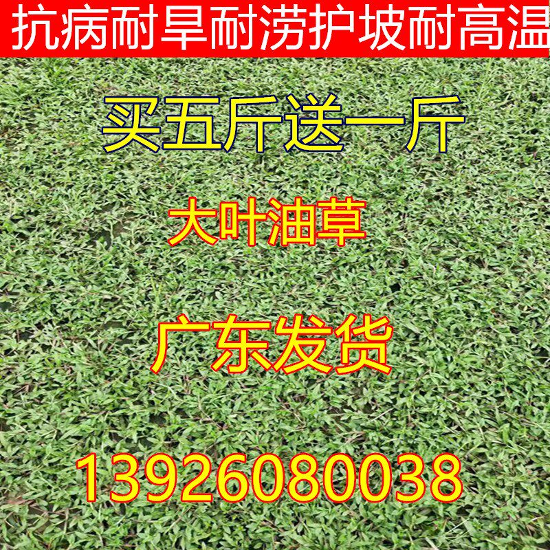 四季草坪种子地毯草种子大叶油草种子大叶油草草籽抗旱固土狗牙根