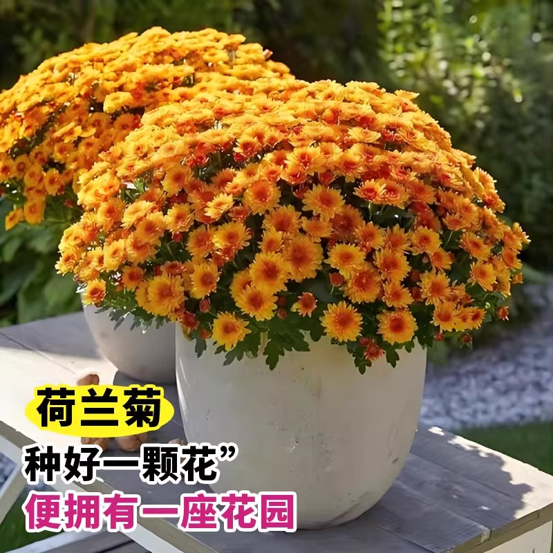 荷兰菊花种子重瓣紫苑翠菊乒乓菊