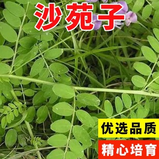 优质沙苑子种子野生沙苑种籽茶沙苑子粉沙菀子沙苑蒺藜材正宗