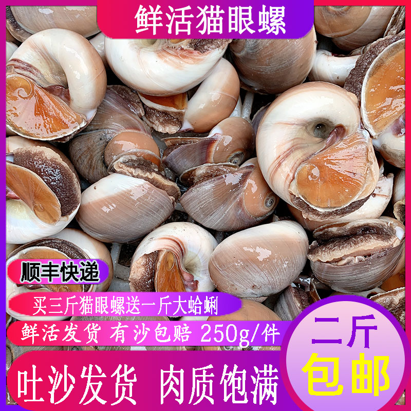 海鲜水产鲜活猫眼螺包邮新鲜沙螺野生大沙螺香螺扁玉螺贝类250g