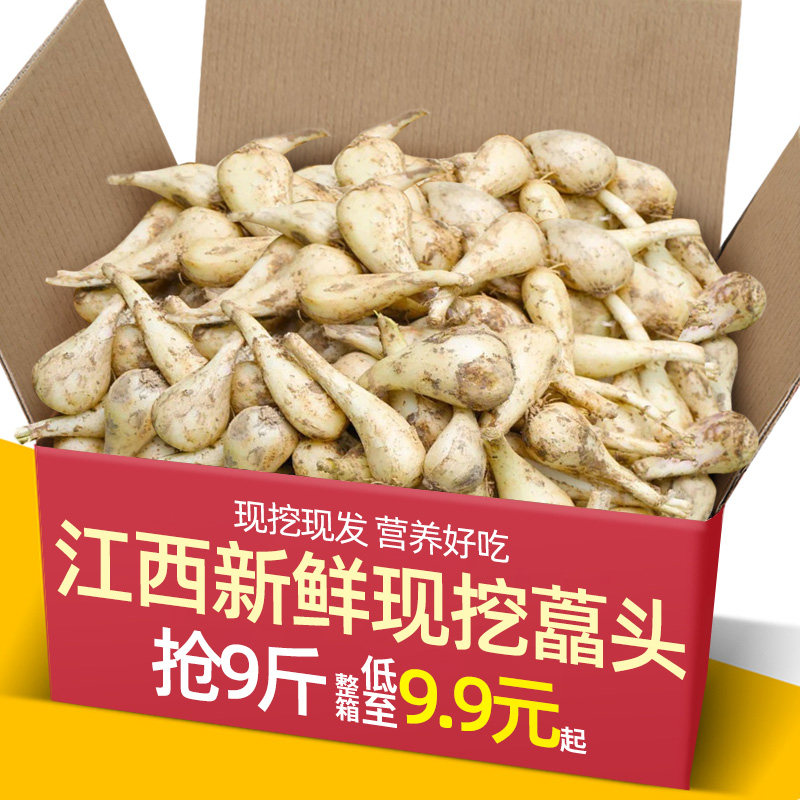 江西现挖荞头新鲜藠头5斤叫头荞子荞头农家自种茭头四川泡菜教头