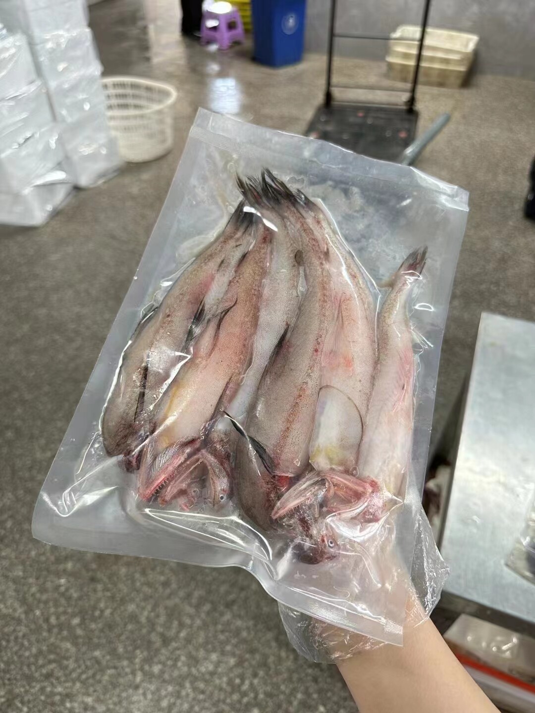 舟山龙头鱼新鲜鲜活九肚鱼冷冻丝丁鱼水潺豆腐鱼海鲜鲜鱼水产3斤