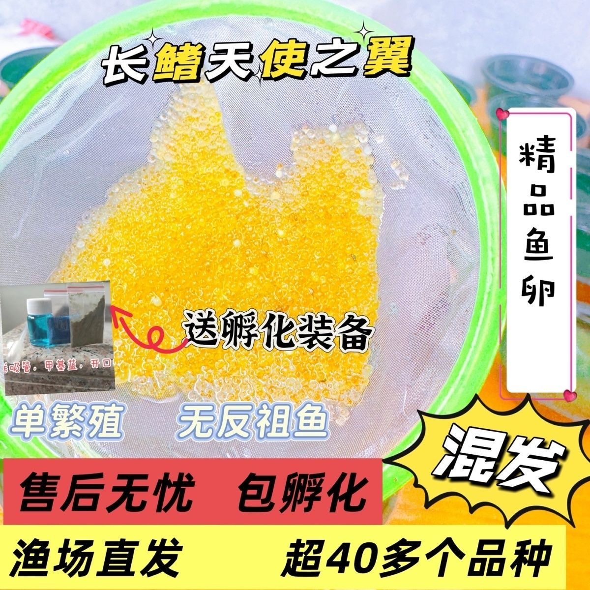 观背青鳉真长鳍天使之翼鱼卵不加温不过滤冷水鱼小型鱼可孵化鱼卵