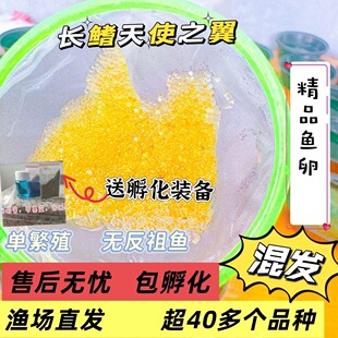 观背青鳉真长鳍天使之翼鱼卵不加温不过滤冷水鱼小型鱼可孵化鱼卵