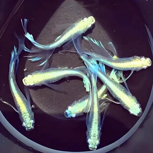 观背青鳉长鳍天使之翼成鱼可繁殖冷水鱼无需打氧加温古法养殖