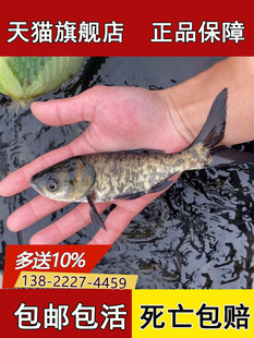 大头鱼苗花鲢鱼苗淡水养殖批活体饲料鲢鳙鱼苗胖头鱼雄鱼黑鲢白鲢