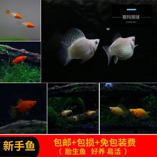 热带鱼耐养的胎生鱼红箭皮球玛丽米奇月光淡水小鱼活体小型观赏鱼