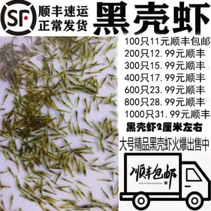 黑壳虾草缸清洁虾乌龟龙鱼饲料除藻虾观赏虾工具虾草虾活体虾米虾