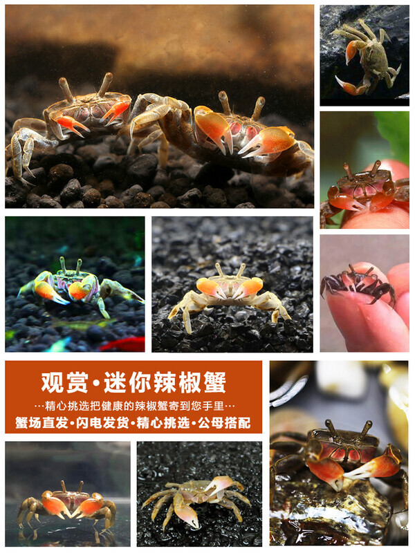 辣椒蟹宠物迷你红钳招财蟹勾手谭氏泥蟹淡水鱼缸观赏蟹除藻蟹活体