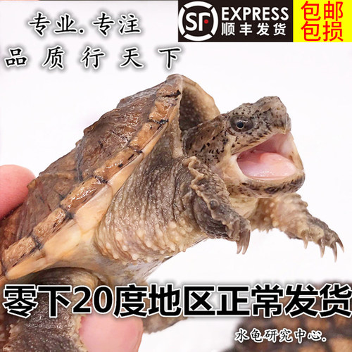 鳄龟活体鳄鱼龟杂佛小鳄龟苗凶猛爆刺纯佛观赏宠物乌龟原种佛鳄龟 - 封面