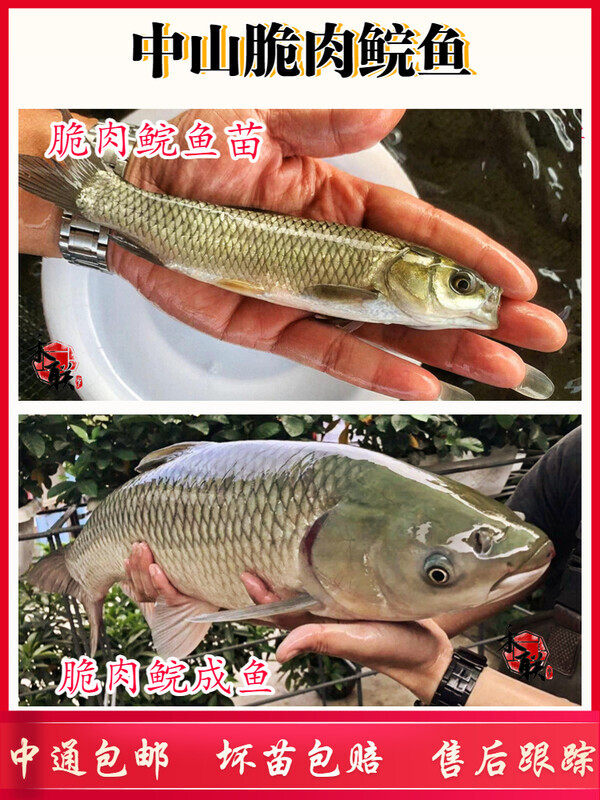 中山脆肉鲩鱼草鲩鱼草鱼苗螺丝青鱼苗鱼塘养殖淡水鱼四大家鱼鲜活