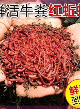 蚯蚓盒装钓鱼小号活饵