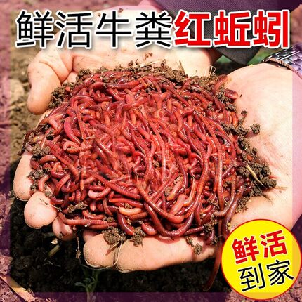 蚯蚓活体盒装野钓大平2号红蚯蚓钓鱼蚯蚓活饵特大号小号鲜活种苗