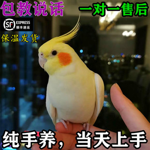纯手养玄凤鹦鹉会说话虎皮鹦鹉会唱歌黄化幼鸟原始灰公母宠物活鸟