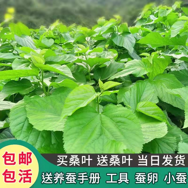 桑叶新鲜蚕宝宝活物蚕卵学生养蚕套装蚕虫食物蚕叶嫩桑叶送春蚕卵