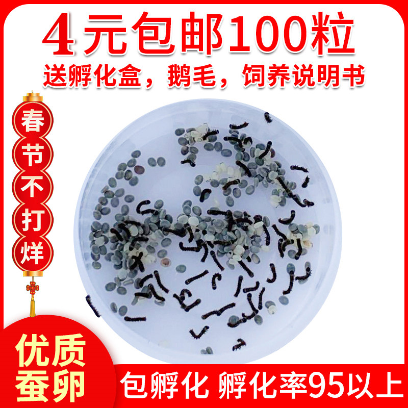 蚕宝宝卵包邮蚕宝宝活体蚕种春蚕卵蚕蚕籽送孵化盒送鹅毛新鲜桑叶图片