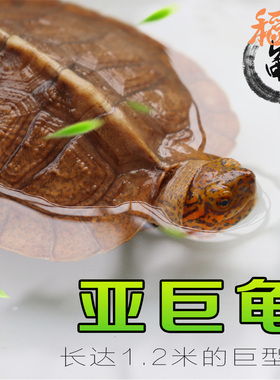 亚洲巨型龟亚巨乌龟观赏种龟苗草龟大型素食吃蔬菜水果半水龟宠物