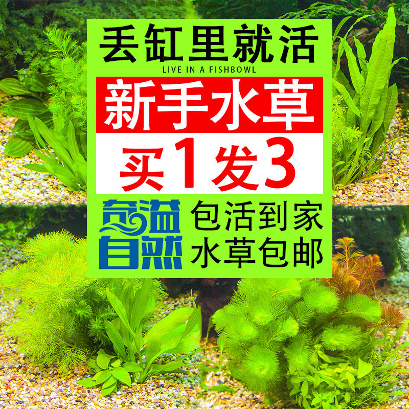 水草植物鱼缸造景套餐莫斯真草活体水榕懒人阴性增氧蜈蚣水草沉木