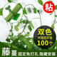 绿萝爬上神器爬墙上绿箩固定器绿植攀爬夹子墙上无痕挂钩粘爬藤杆