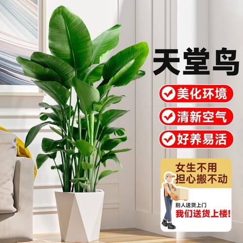 天堂鸟招财大气大型绿植盆栽客厅