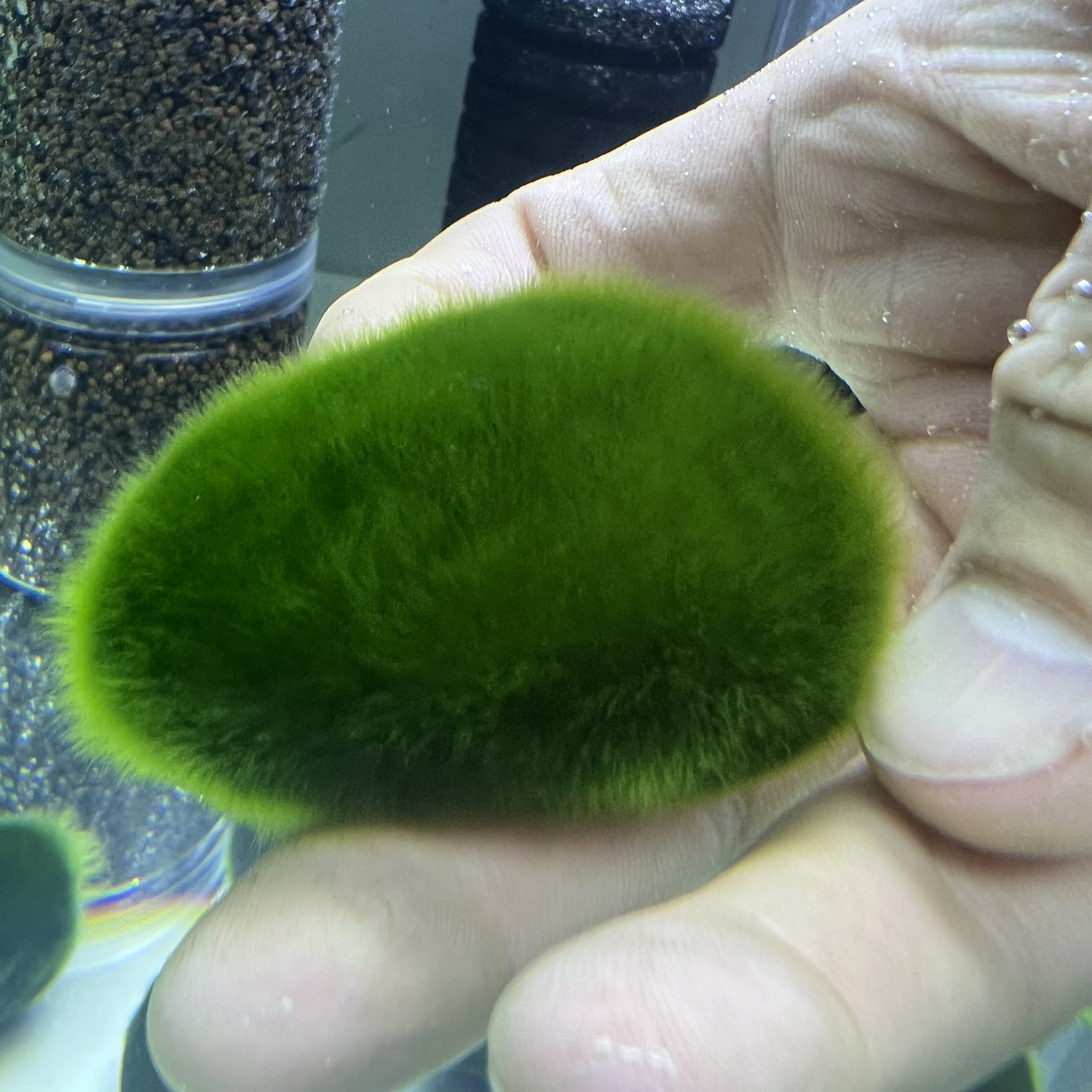 净化绿藻藻种短绒藻长绒藻藻石藻球绿藻苏虾藻鱼缸绿藻绿苔种水草