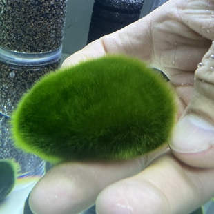 净化绿藻藻种短绒藻长绒藻藻石藻球绿藻苏虾藻鱼缸绿藻绿苔种水草