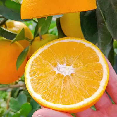 云南新鲜秘庄冰糖橙当季露天种植