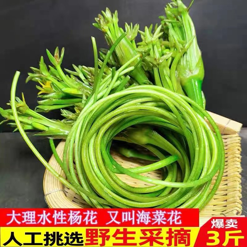 云南特产丽江新鲜蔬菜现摘大理洱海水性杨花菜 泸沽湖海菜花 食用