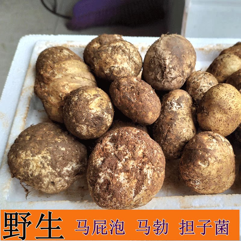 云南野生菌新鲜野生菌马皮泡地馒头马屁泡地滚子美味
